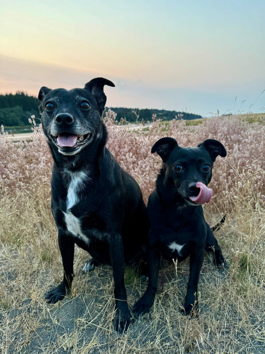 Radiance - Niacinamide Serum