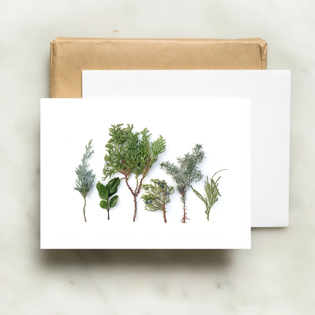 Card- Baby Evergreens